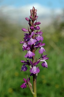 orchis robusta
